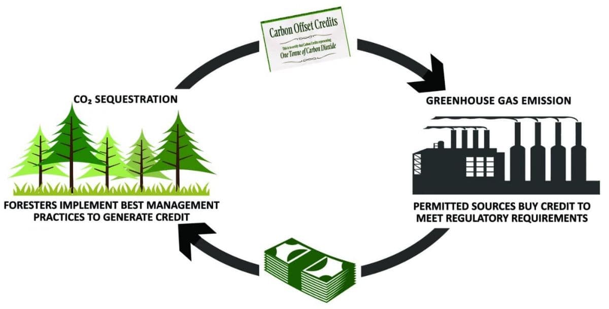 Illustration of carbon credit trading with trees and money