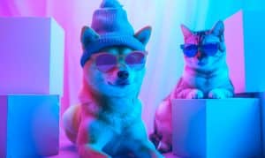 Crypto Exchange OKX listará memecoins Dogwifhat (WIF) e Cat in a Dog's World (MEW) para negociação à vista