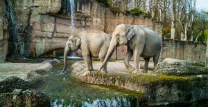 Steve Irwin’s Australia Zoo will create NFTs to support wildlife 