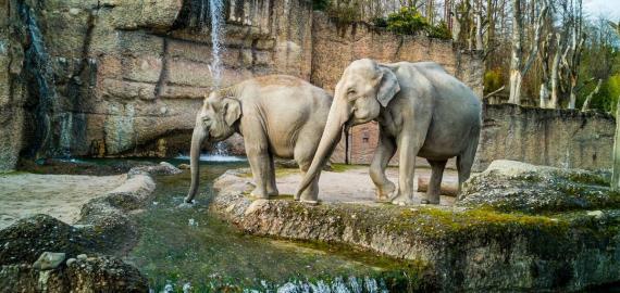 Steve Irwin’s Australia Zoo will create NFTs to support wildlife 