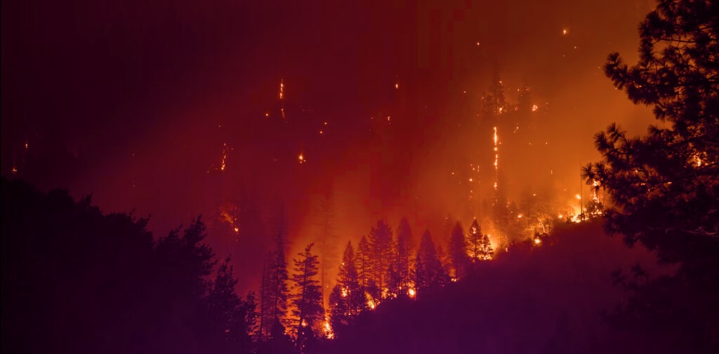 La start-up crypto-curieuse Land Life incendie accidentellement 35,000 XNUMX acres de forêt